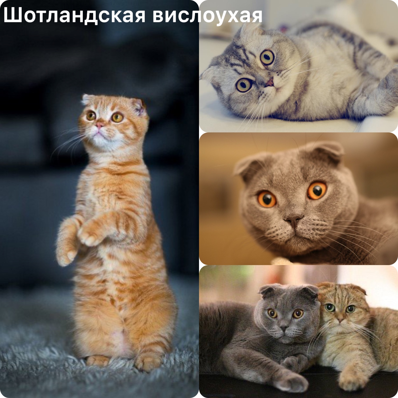 Коты дни недели